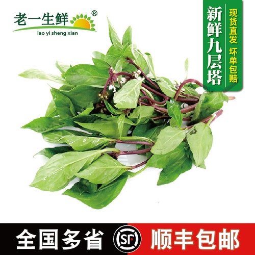 新鲜九层塔金不换三杯鸡冬阴功