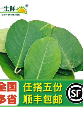 新鲜去枝 柠檬叶纯叶片香料料理腌制烹饪调料冬阴功汤料