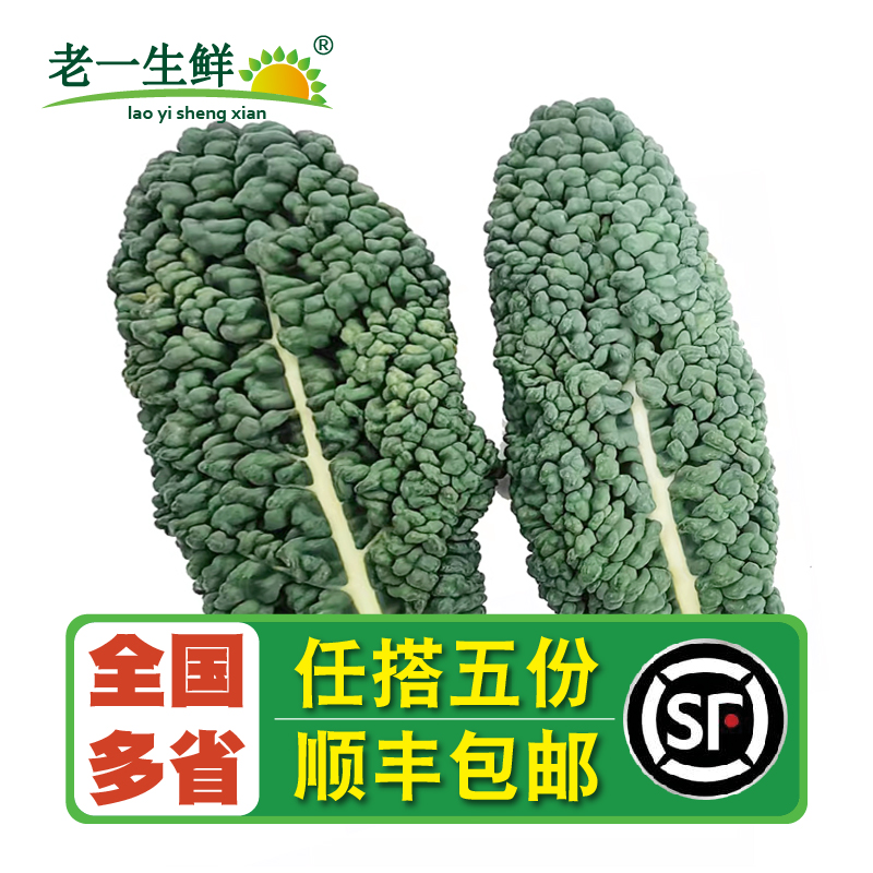 皱叶甘蓝新鲜蔬菜皱叶菜皱皮菜黑宝石羽衣甘蓝 生吃榨汁大叶片