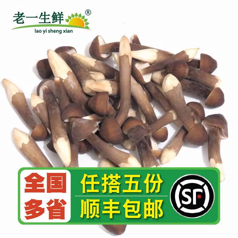 【老一生鲜】新鲜黑皮鸡枞菇 500g新鲜蘑菇鸡棕菇鸡枞菌-封面