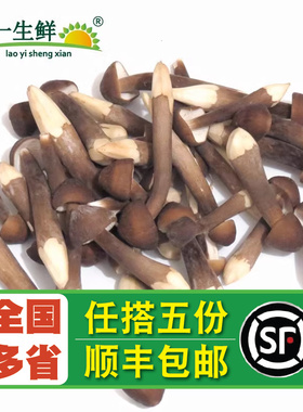 【老一生鲜】新鲜黑皮鸡枞菇 500g 新鲜蘑菇鸡棕菇鸡枞菌