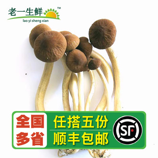 【老一生鲜】新鲜菌菇  新鲜茶树菇500g（容易碎易掉头）