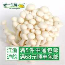 Old life fresh mushroom fresh white jade mushroom 150g / box