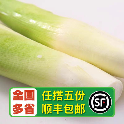 老一生鲜 新鲜 蔬菜新鲜 茭白 500g