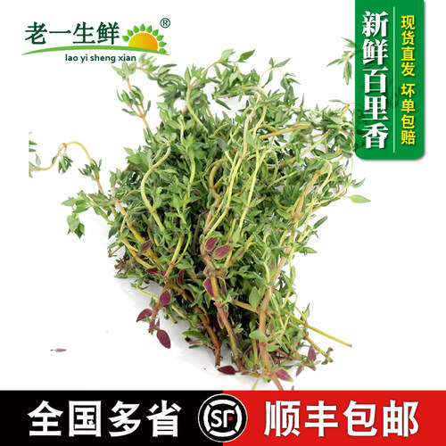 新鲜百里香1斤装多省包邮西餐香料调料香草麝香草百里香叶 - 封面