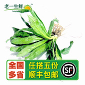 香料 新鲜 洋芫荽 刺芹 云南大香菜 泰国香菜500克 老一生鲜