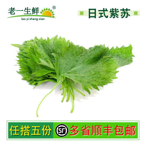 新鲜大叶苏子叶紫苏叶日式