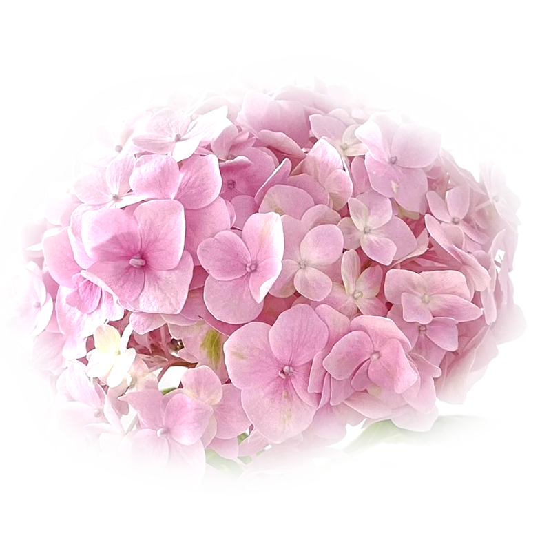 老一生鲜粉绣球花瓣摆盘装饰