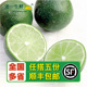 肉绿皮薄汁多500g 无籽青柠檬无籽柠檬 老一生鲜 新鲜青柠檬