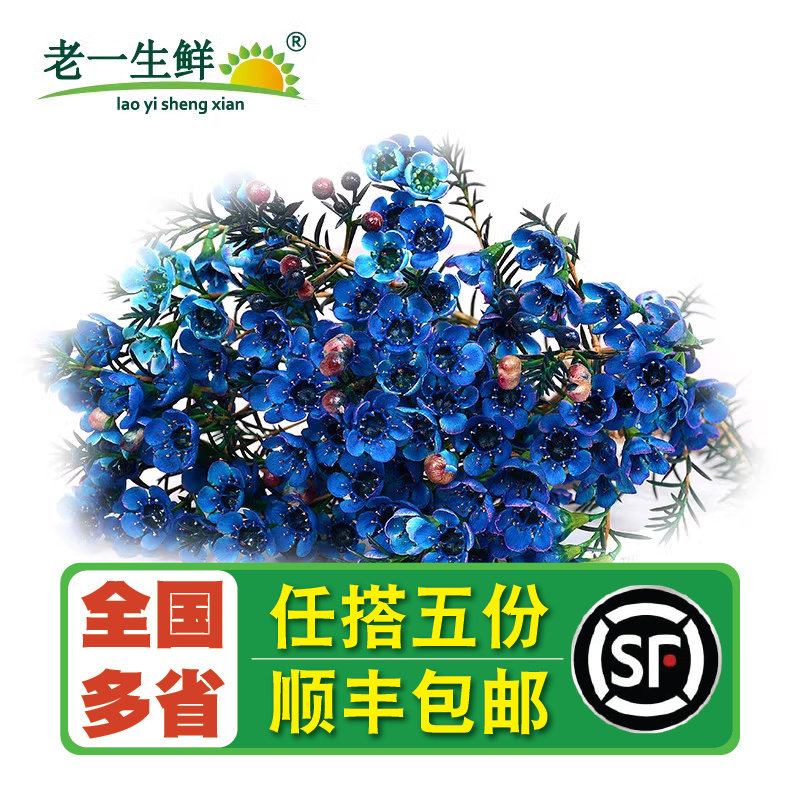 【老一生鲜】新鲜蓝色澳梅25朵/盒腊梅傲梅日料酒店西餐装饰冷盘