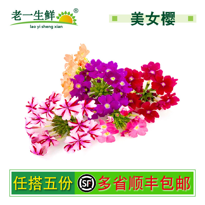 老一生鲜新鲜美女樱鲜花摆盘装饰