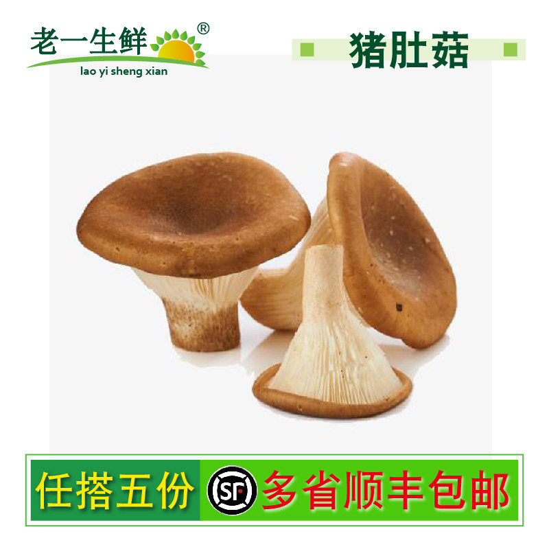 【老一生鲜】新鲜猪肚菌150g 大伞菌 漏斗菇运输有摔碎情况