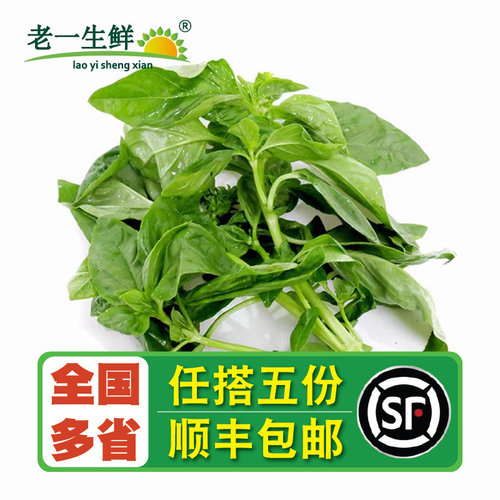 新鲜食用250g香料青酱甜罗勒