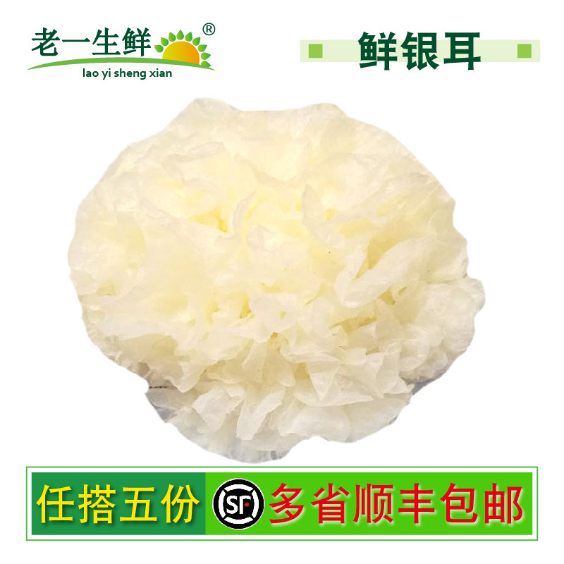 【老一生鲜】新鲜蔬菜新鲜银耳 活银耳1朵