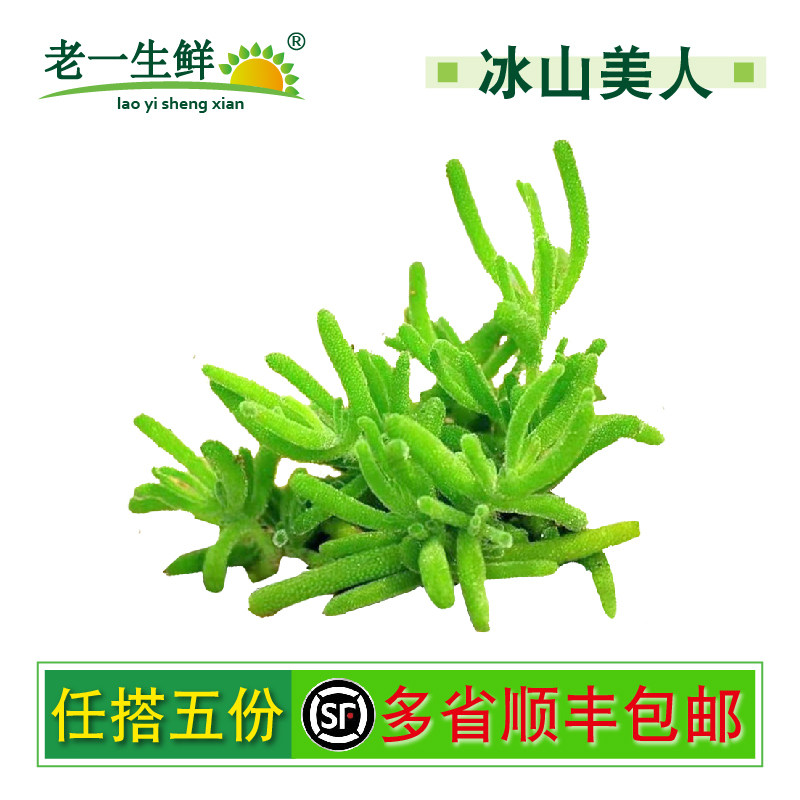 新鲜蔬菜 冰山美人 约35g/盒 雪山仙草 摆盘装饰