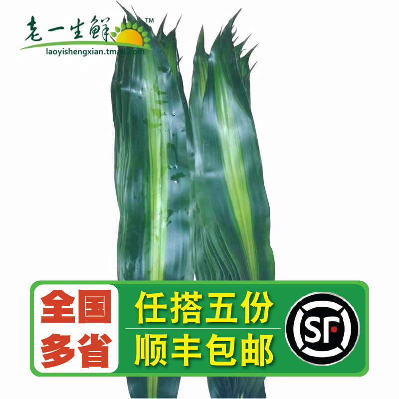 【老一生鲜】西餐用料 新鲜巴西叶 一把8片,水产肉类/新鲜蔬果/熟食,其它,淘宝优惠券,粉丝福利购,淘宝优惠卷