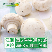 Old life fresh mushroom fresh edible mushroom fresh white mushroom mushroom Agaricus bisporus 400g