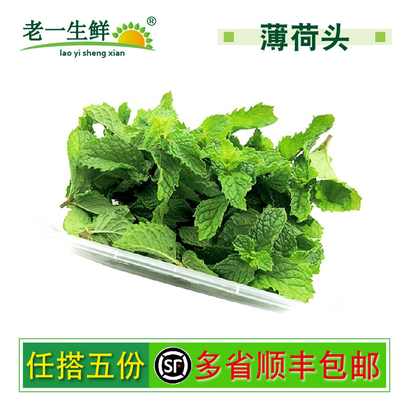 老一生鲜薄荷叶薄荷头叶尖芽图片