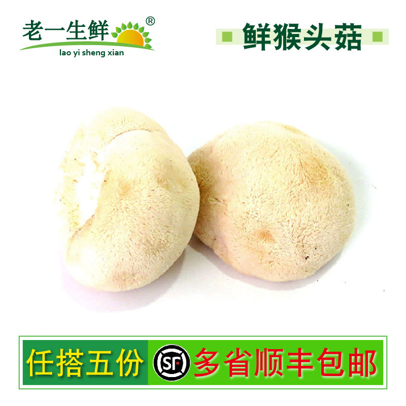 老一生鲜新鲜猴头菇菌菇蘑菇