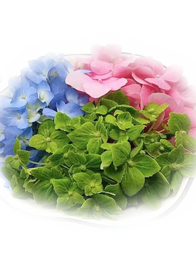 老一生鲜绣球花混色多彩