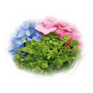 新鲜混色绣球花1盒彩色多色绣球花酒店西餐摆盘烘焙装饰点缀