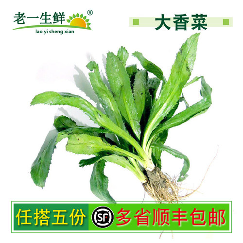 新鲜洋芫荽泰国香菜500克刺芹