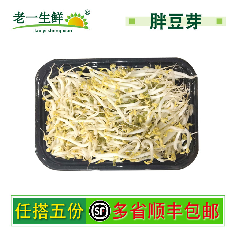 新鲜胖豆芽绿豆芽芽苗菜脆嫩豆芽