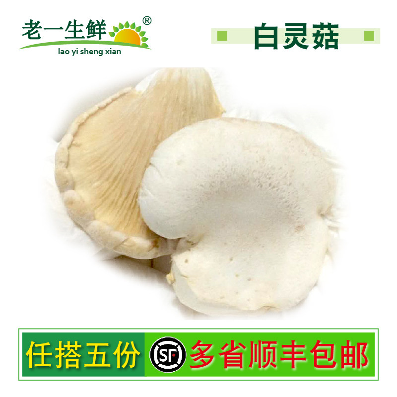 【老一生鲜】新鲜菌菇白灵菇500g