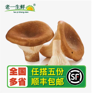 【老一生鲜】新鲜猪肚菌150g 大伞菌 漏斗菇运输有摔碎情况