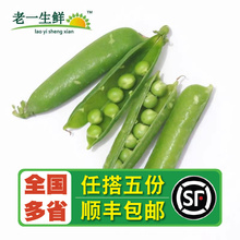 【老一生鲜】新鲜豌豆荚500大豌豆新鲜蔬菜可剥米豌豆带壳 甜豆