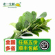 冬阴功 新鲜柠檬叶 250g 有刺 青柠叶 易扎人 老一生鲜