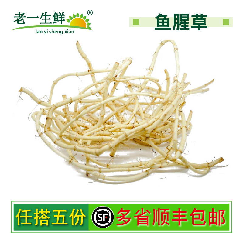 【老一生鲜】新鲜鱼腥草新鲜 折耳根500克