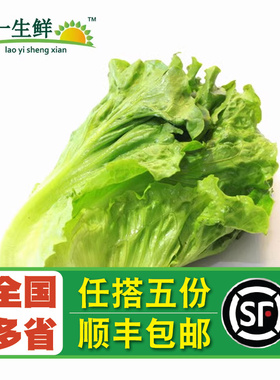 【老一生鲜】新鲜 蔬菜意大利生菜 色拉菜叶 本地生菜 沙拉菜