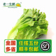 老一生鲜 本地生菜 新鲜 色拉菜叶 沙拉菜 蔬菜意大利生菜