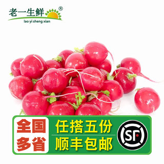 【老一生鲜】新鲜樱桃萝卜 500g  迷你小萝卜小红萝卜小红圆萝卜