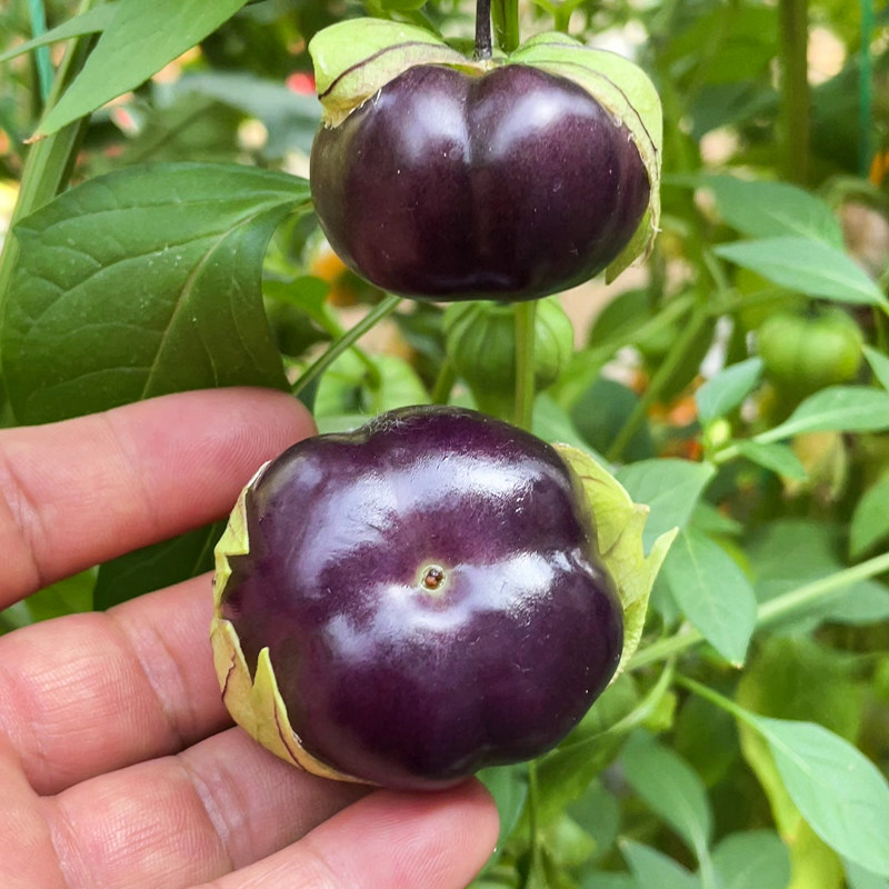 大紫姑娘种子大鼻子怪味紫菇娘果大紫桃东北毛酸浆紫姑娘果种籽