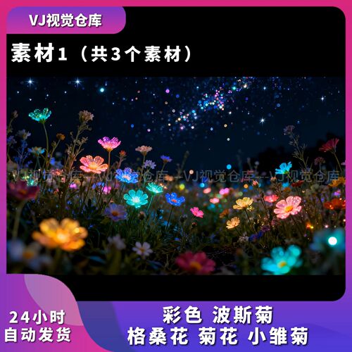 波斯菊格桑花菊花小雏菊光影