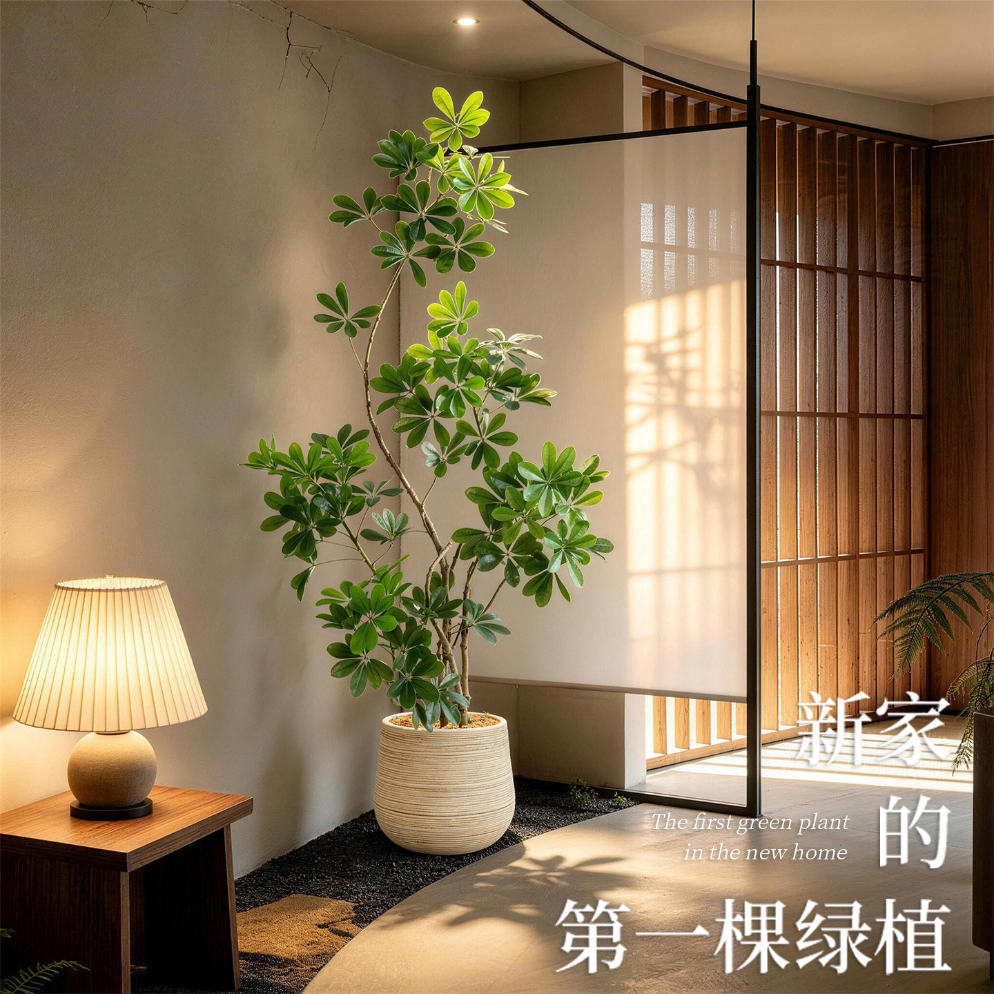 【空间美化】精品鸭脚木盆景