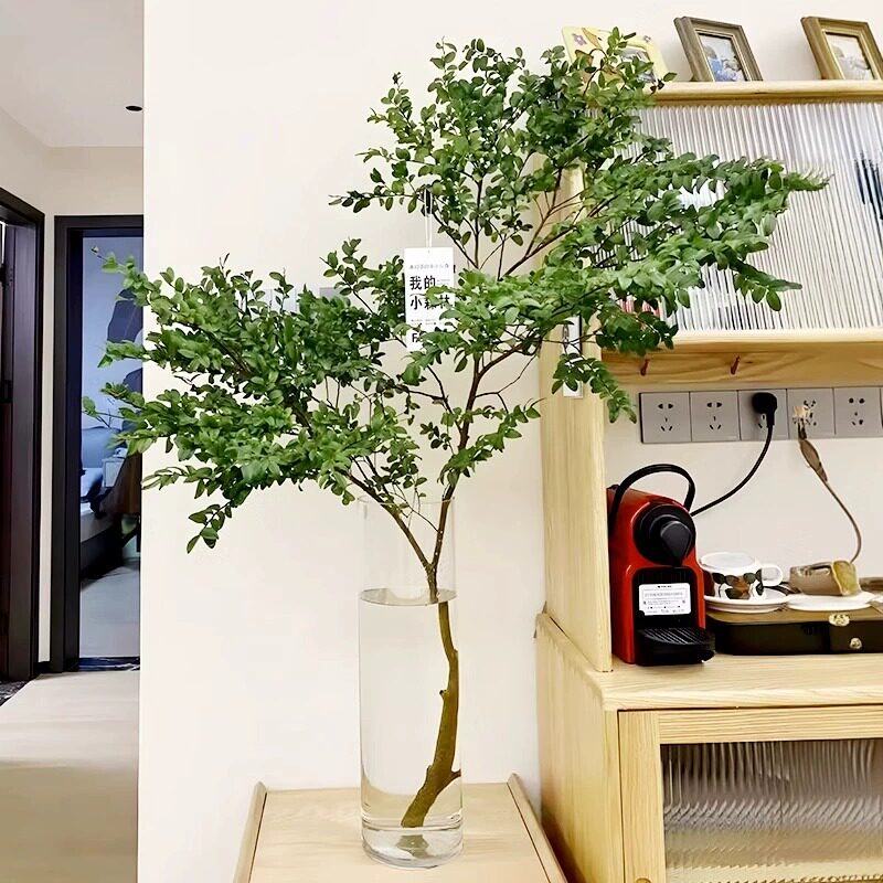 【家居装饰】马醉木吊钟营造森系