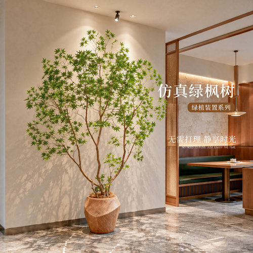 【抖音爆款】枫树盆栽装饰餐厅