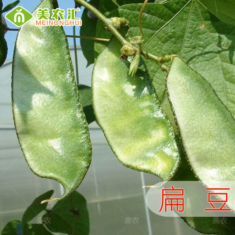 美农汇扁豆种子早生肉扁三号眉豆蔬菜种子早熟肉扁新品种耐热高产