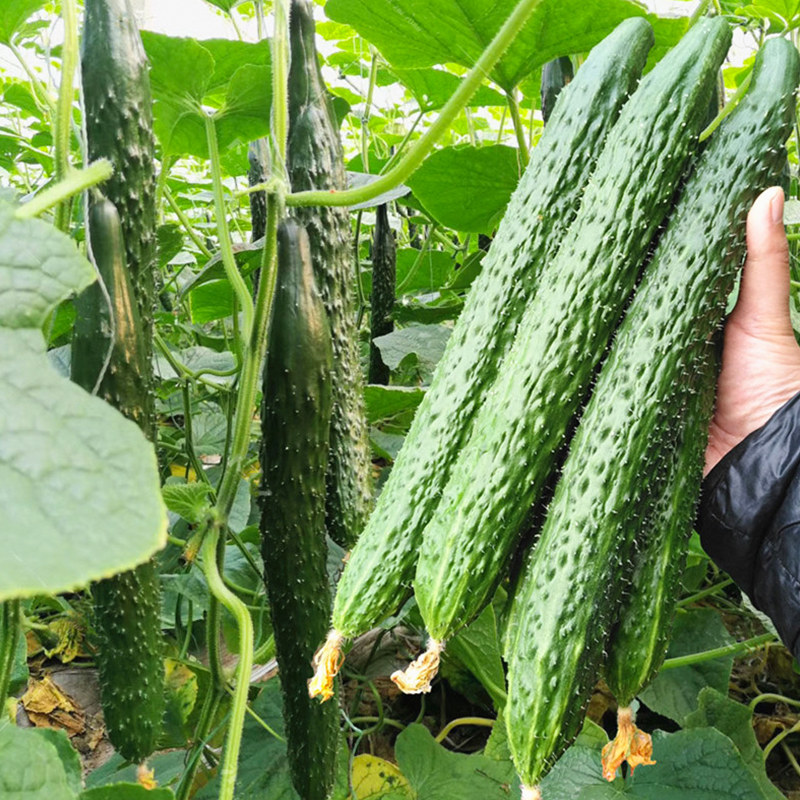 美农汇春秋密刺黄瓜种子阳台盆栽菜园露地保护地蔬菜种籽