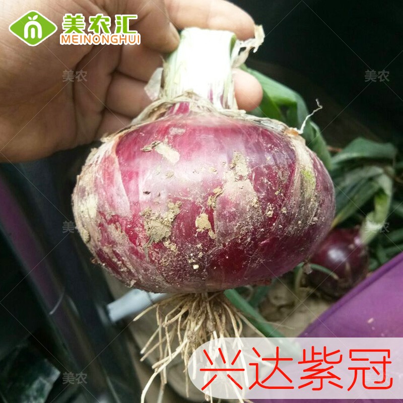 美农汇栽培小菜园基地洋葱种子