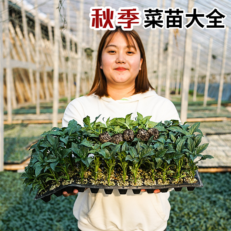 美农汇小番茄西红柿苗辣椒苗幼苗蔬菜苗子四季夏季种阳台专用秧苗-封面