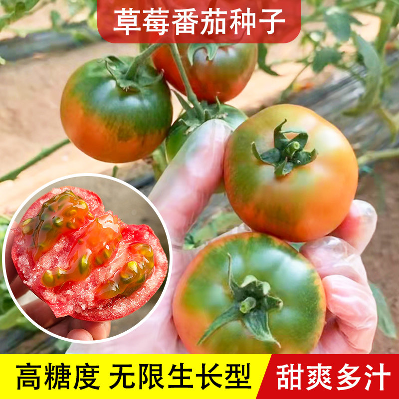 灵珠子草莓番茄种子四季阳台盆栽农家蔬菜孑,鲜花速递/花卉仿真/绿植园艺,家庭园艺种子,淘宝优惠券,粉丝福利购,淘宝优惠卷