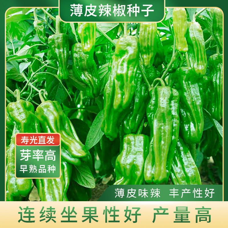 美农汇薄皮辣椒种子种籽早熟高产量杂交皱皮青辣椒籽基地蔬菜种子,鲜花速递/花卉仿真/绿植园艺,家庭园艺种子,淘宝优惠券,粉丝福利购,淘宝优惠卷