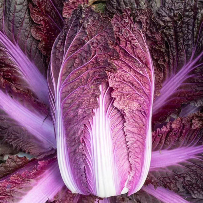 美农汇紫白菜蔬菜种子
