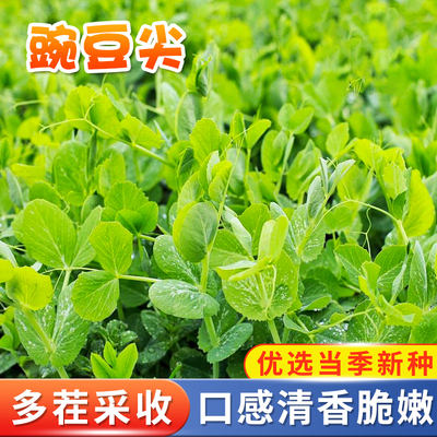 豌豆尖种子豆苗肥仔三号阳台易种盆栽庭院四季种植脆嫩无须蔬菜籽
