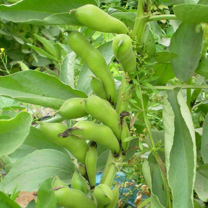 老少皆宜云南香甜味小雀瓜