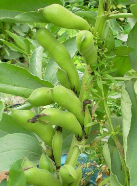 蚕豆种子秋季种植临蚕9号中熟盆栽基地特色豆类耐寒南方